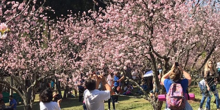 Parque do Carmo recebe a Festa das Cerejeiras com programação