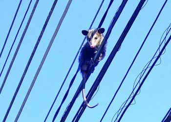 Gambá foge pela rede elétrica, na Rua Honório Maia, mas órgãos não fazem resgate