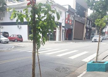 Revitalização do verde com árvores exige respeito e consciência de todos