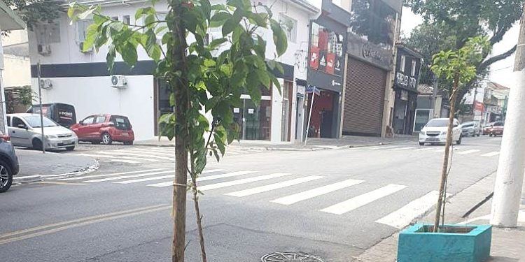 Revitalização do verde com árvores exige respeito e consciência de todos