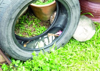 Com cuidados essenciais é possível evitar criadouros do mosquito da dengue