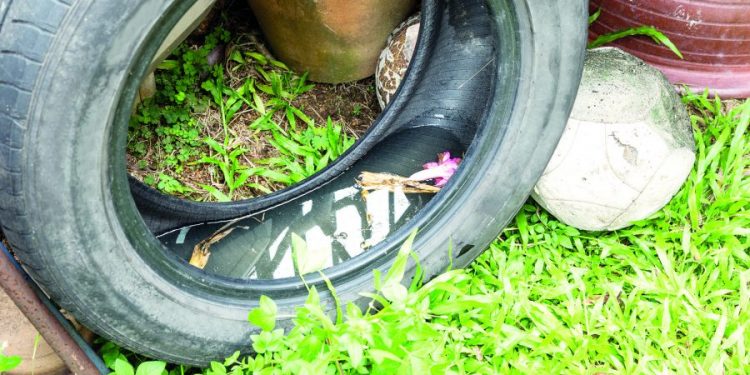 Com cuidados essenciais é possível evitar criadouros do mosquito da dengue
