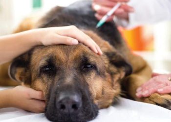 Eutanásia de cães e gatos: procedimento requer compreensão da dor do animal