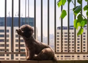 Convivência Humana e Animal: desafios e soluções em condomínios residenciais