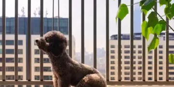 Convivência Humana e Animal: desafios e soluções em condomínios residenciais