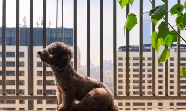 Convivência Humana e Animal: desafios e soluções em condomínios residenciais