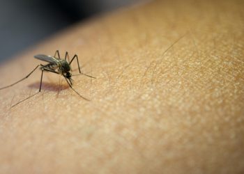 O que fazer quando surgirem os primeiros sintomas da dengue?