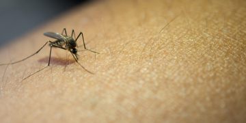 O que fazer quando surgirem os primeiros sintomas da dengue?