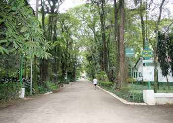 Conselho do Meio Ambiente terá trabalho difícil, mas Tatuapé precisa de verde