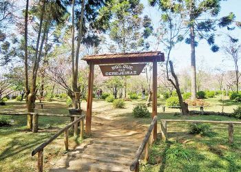 Festa das Cerejeiras