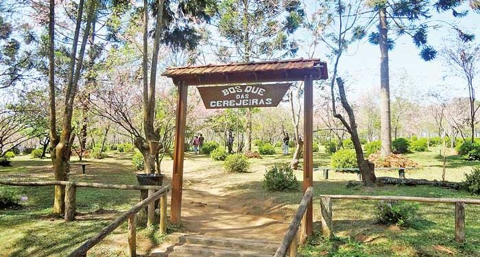 Festa das Cerejeiras