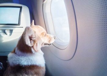 Dicas para deslocamento seguro com animais de estimação