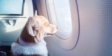 Dicas para deslocamento seguro com animais de estimação