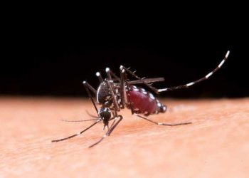 Dengue: Brasil registra 6,5 milhões de casos prováveis em 2024