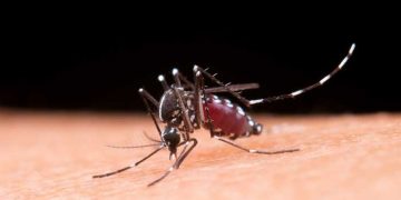 Dengue: Brasil registra 6,5 milhões de casos prováveis em 2024