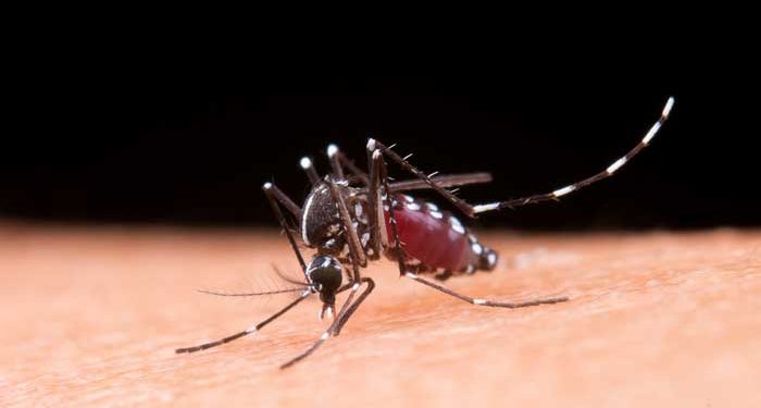 Dengue: Brasil registra 6,5 milhões de casos prováveis em 2024