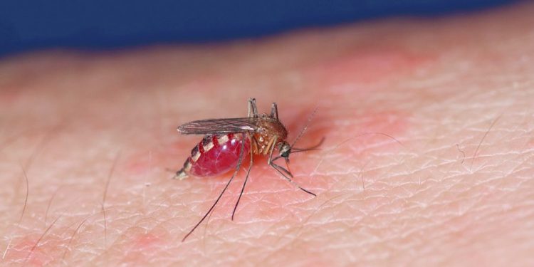 FEBRE OROPOUCHE: Outra doença no radar