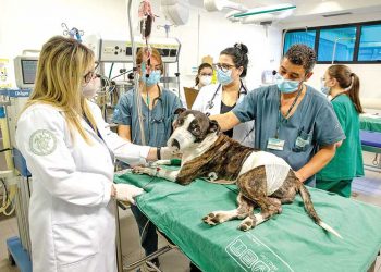 Hospitais Veterinários Públicos ampliam atendimentos