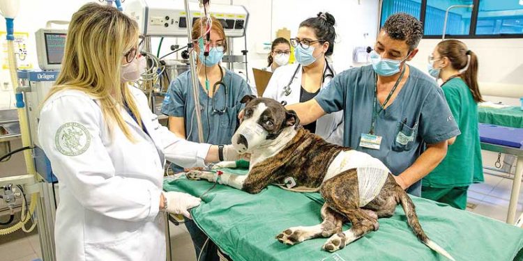 Hospitais Veterinários Públicos ampliam atendimentos