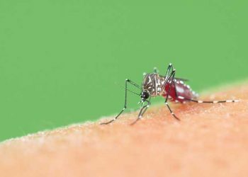 Ação contra a dengue: Semana de mobilização, considerada essencial