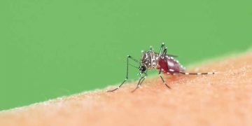 Ação contra a dengue: Semana de mobilização, considerada essencial