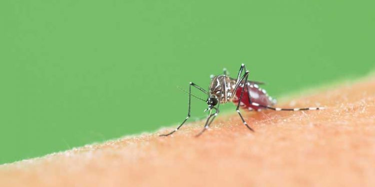 Ação contra a dengue: Semana de mobilização, considerada essencial