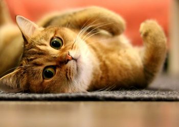 Saúde da capital promove evento “MIAUdote” neste sábado, dia 30