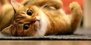 Saúde da capital promove evento “MIAUdote” neste sábado, dia 30