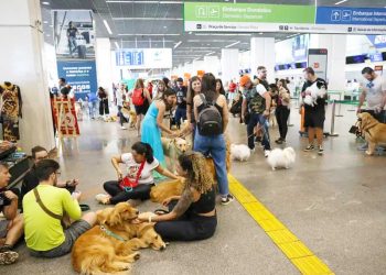 Pets: guia orienta tutores para viagem aérea com segurança e conforto