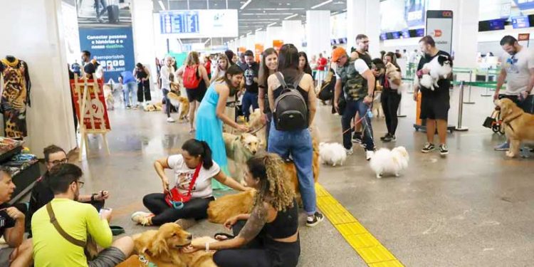 Pets: guia orienta tutores para viagem aérea com segurança e conforto