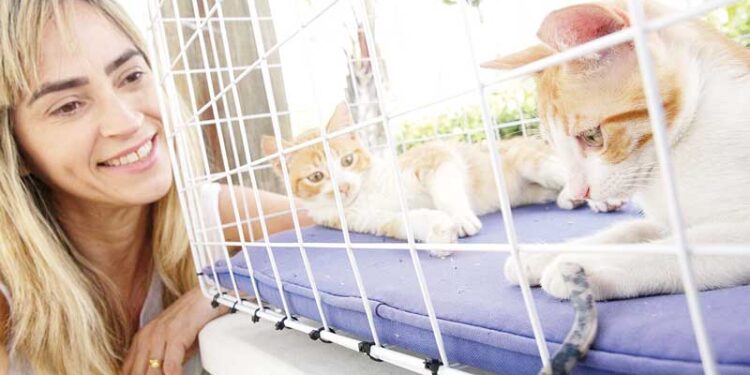 Serviços gratuitos para seu bichinho de estimação