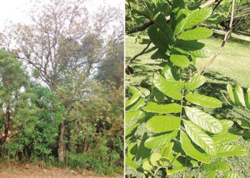 Árvores com maior capacidade de suportar os efeitos