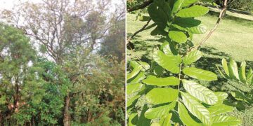 Árvores com maior capacidade de suportar os efeitos