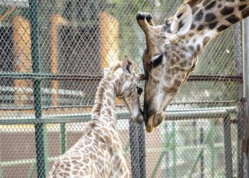DIA MUNDIAL DO ROCK: Programação intensa e gratuita nas Casas de Cultura