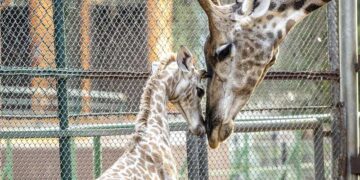DIA MUNDIAL DO ROCK: Programação intensa e gratuita nas Casas de Cultura