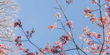 FALSIFICAÇÕES EM E-COMMERCES: Como garantir a originalidade de equipamentos