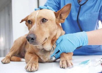 SP possui quatro hospitais veterinários públicos