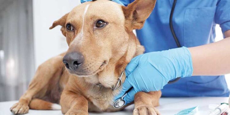 SP possui quatro hospitais veterinários públicos