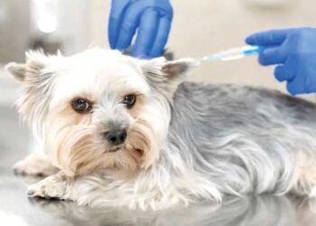 PROTEÇÃO ANIMAL: A importância do Dia Mundial da luta contra a raiva