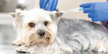 PROTEÇÃO ANIMAL: A importância do Dia Mundial da luta contra a raiva