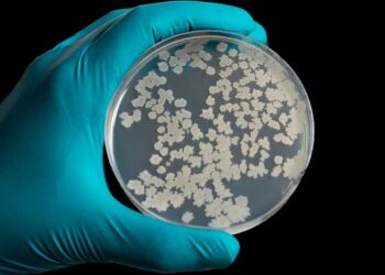 Uma em cada seis infecções bacterianas no mundo é resistente a antibióticos