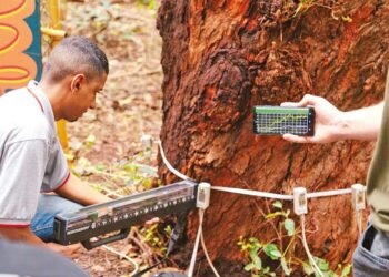 CazéTV fecha parceria com bet para cobertura da Copa do Mundo 2026