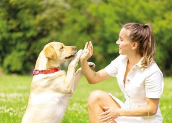 CazéTV fecha parceria com bet para cobertura da Copa do Mundo 2026