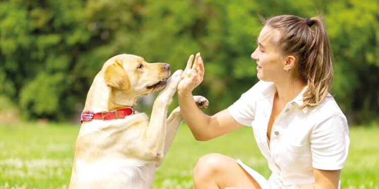 CazéTV fecha parceria com bet para cobertura da Copa do Mundo 2026