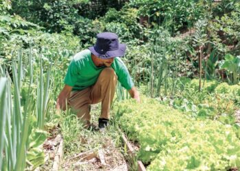 Programa Sampa+Rural promove ações