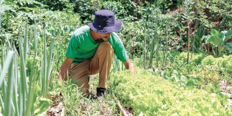 Programa Sampa+Rural promove ações