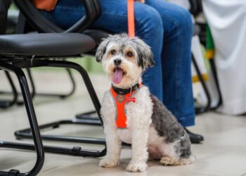 Cosap realiza 6ª celebração em homenagem aos animais e reforça importância da guarda responsável