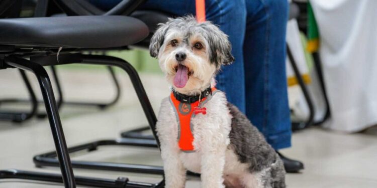 Cosap realiza 6ª celebração em homenagem aos animais e reforça importância da guarda responsável